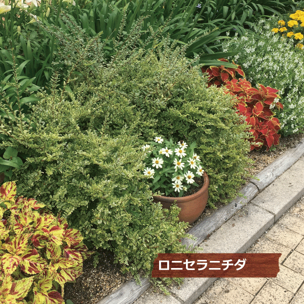 ロニセラニティダ　ロニセラニチダ　レモンビューティー