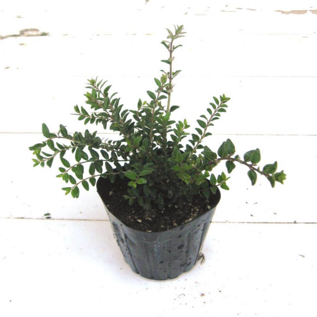 ロニセラニチダ　ロニセラニティダ　苗