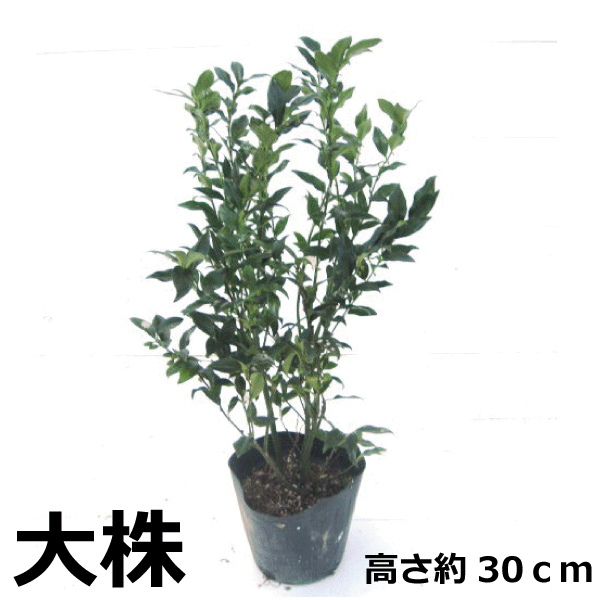 サルココッカ　植木組合