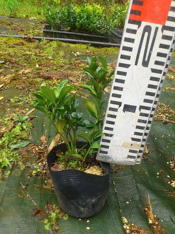 サルココッカ　苗