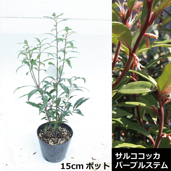 サルココッカ　パープルステム　植木組合