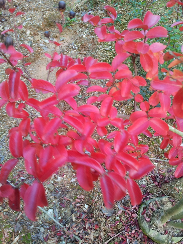 矮性　百日紅　サルスベリ　  紅葉