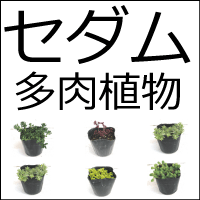 セダム　品種　各種　多肉