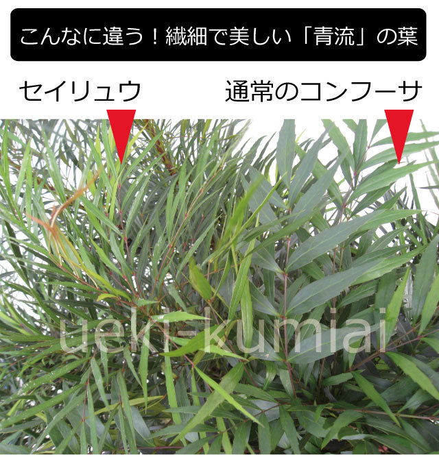 マホニアコンフーサ　マホニアコンフューサ　青流　清流　セイリュウ