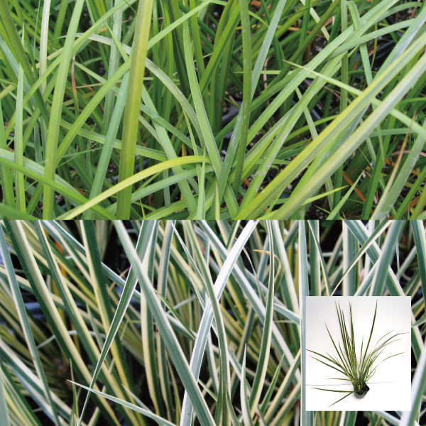 セキショウ　苗