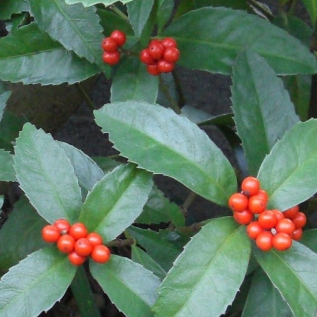 千両　150本 千両 センリョウ
