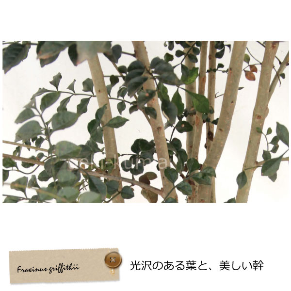 シマトネリコ　幹　葉