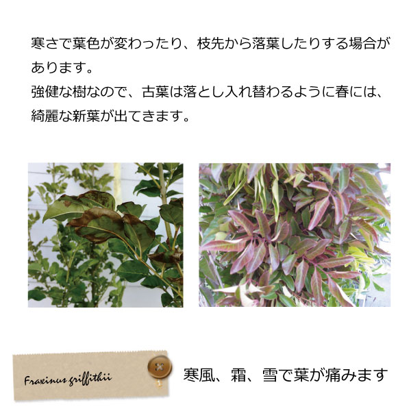 シマトネリコ　冬　葉
