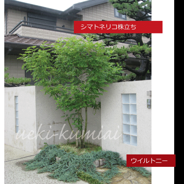 ※こちらの植栽例はイメージです　植栽例　シマトネリコ　株立ち グランドカバーコニファー　ウイルトニー