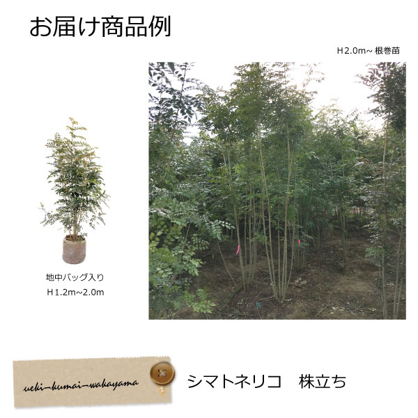 シマトネリコ株立ち