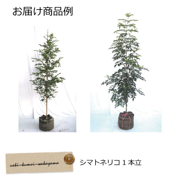 シマトネリコ　1本立ち　単木