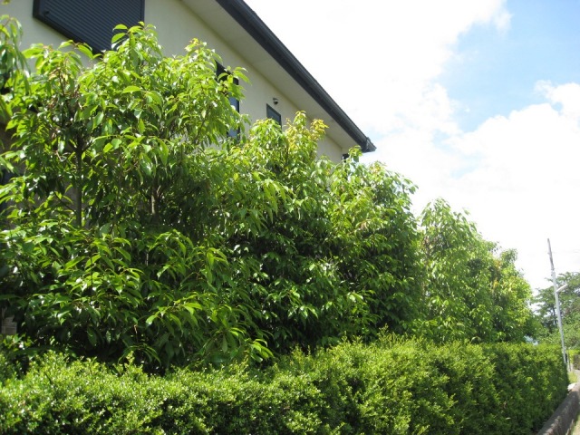 2639円 限定価格セール 生垣用セット シラカシ 生垣用 6本セット