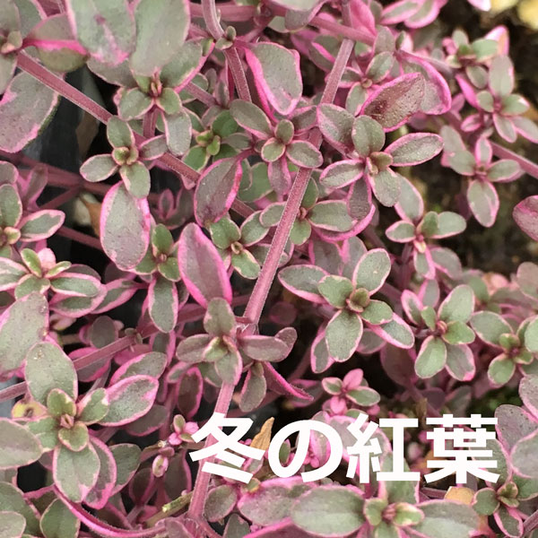 タイム　ハーブ　シルバー　苗　葉