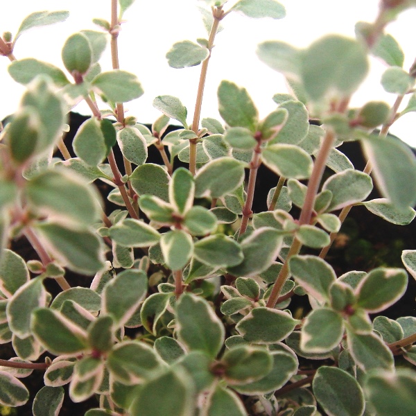 タイム　ハーブ　シルバー　苗　葉