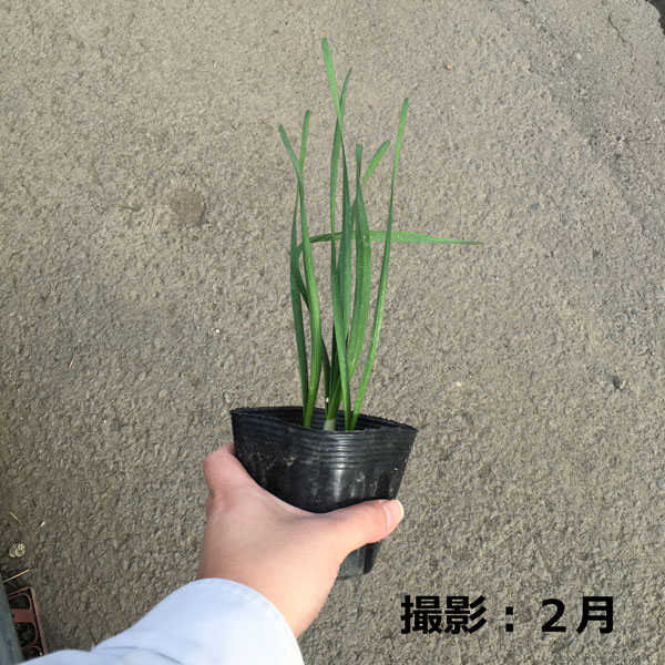 水仙　スイセン　日本水仙