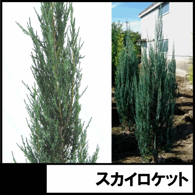 スカイロケット　コロラドトウヒ　ブルー　コニファー