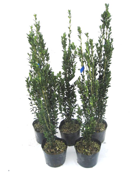 人気の生垣　スカイペンシル　苗　樹木　植木