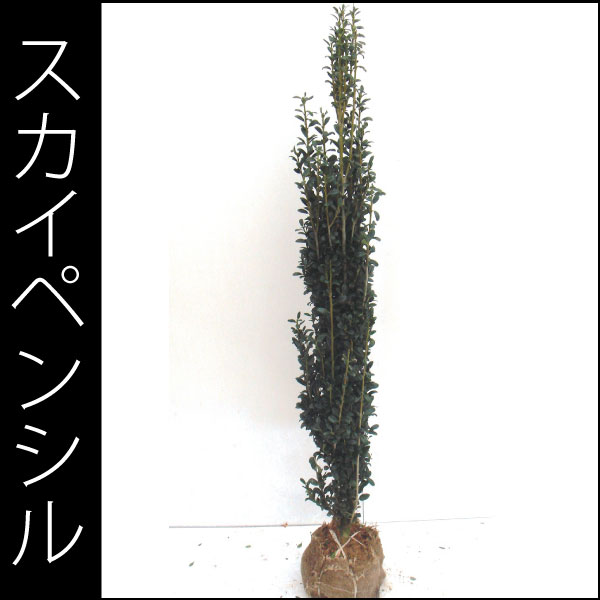 人気の生垣　スカイペンシル　苗　樹木　植木