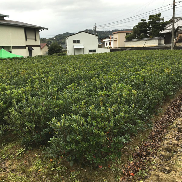シャリンバイ　（車輪梅）