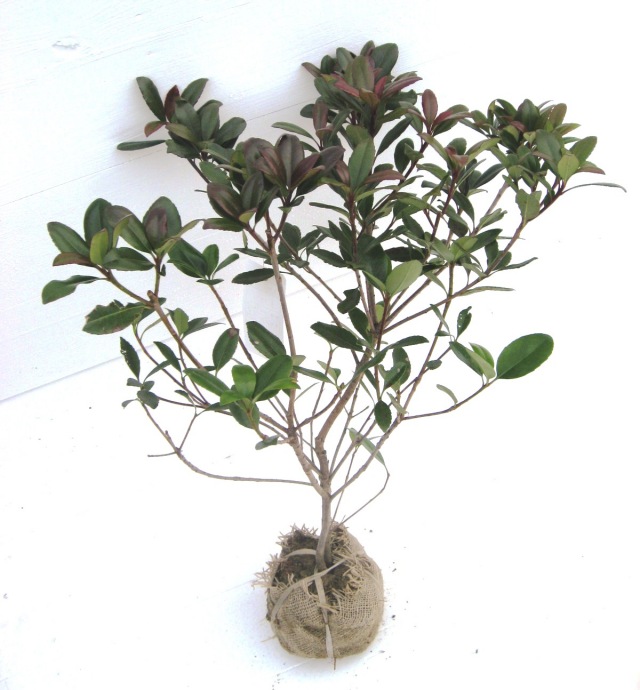 シャリンバイ　（車輪梅）