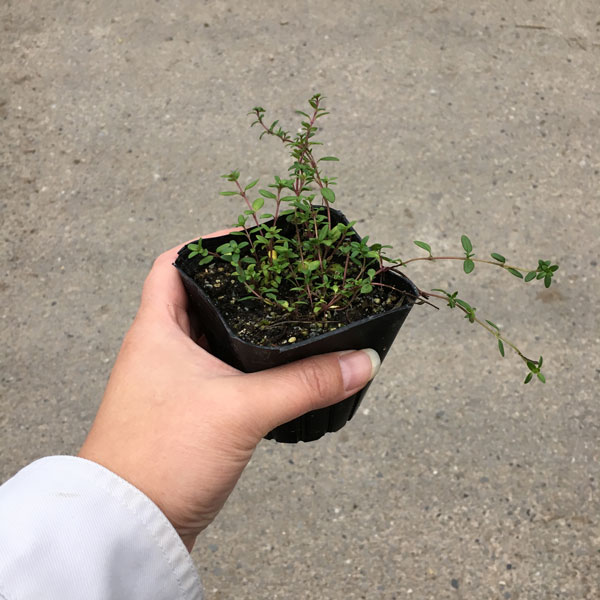 タイム　ロンギカウリス　苗