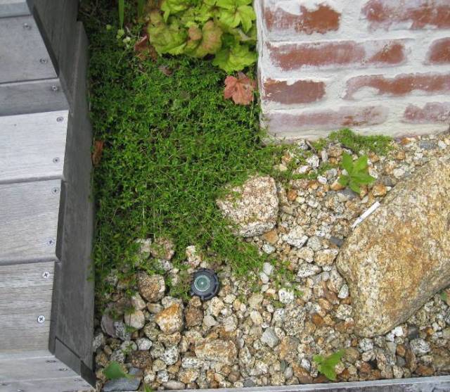 タイム　ロンギカウリス　苗　植栽例