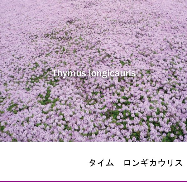 タイム　ロンギカウリス　苗　ハーブ　花の咲く　グランドカバー