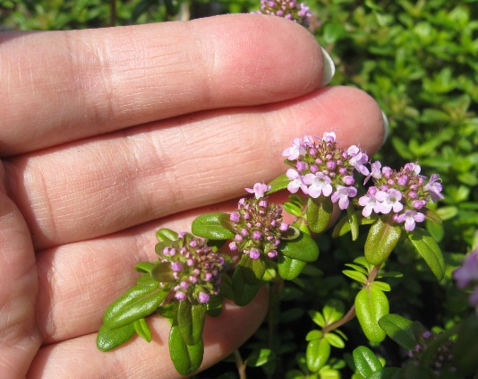 タイム　ロンギカウリス　苗　ハーブ　花の咲く　グランドカバー