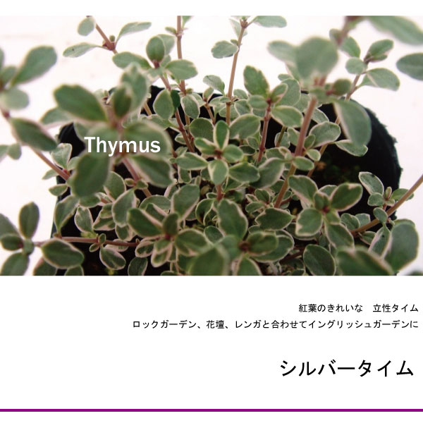 タイム　ハーブ　シルバー　苗　葉