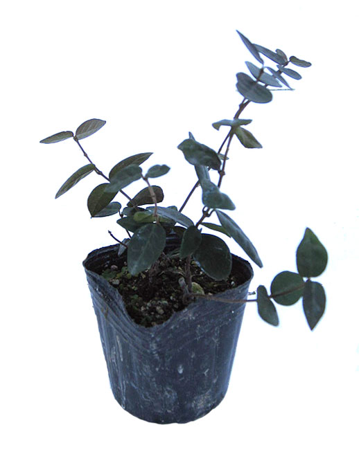 テイカカズラ　苗