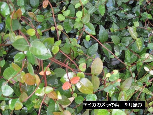 テイカカズラ　葉