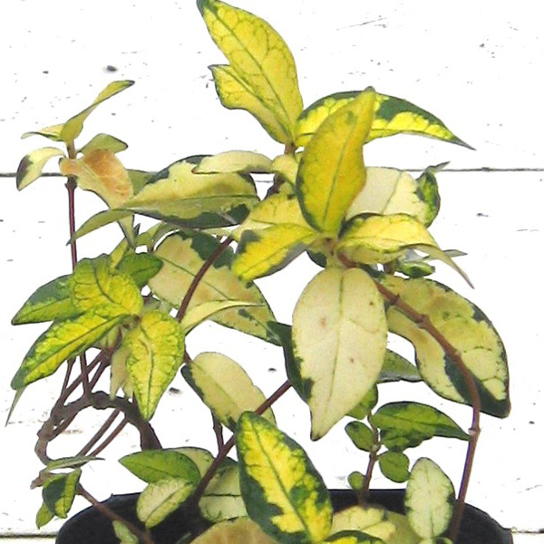 黄金斑入りクロツグヤシ・オーレア耐寒性・耐陰性 黄金斑入りクロツグヤシ・オーレア耐寒性・耐陰性