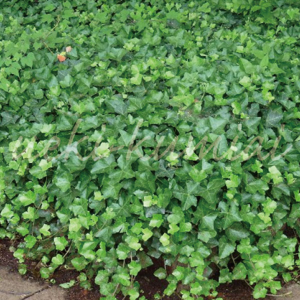 ヘデラ　カナリエンシス　オカメヅタ　