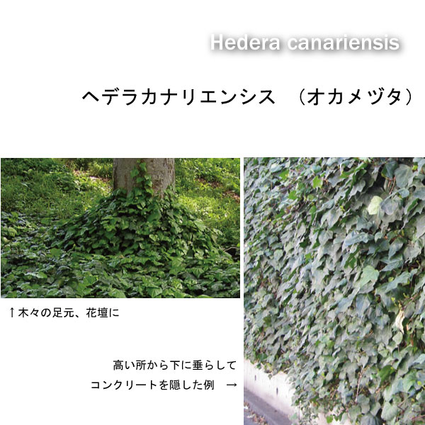 ヘデラ　カナリエンシス　オカメヅタ　