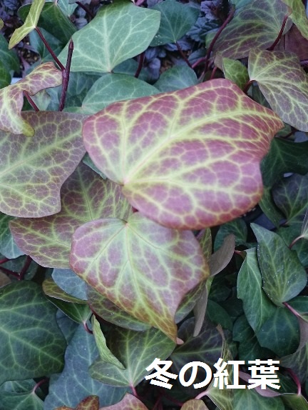 ヘデラ　カナリエンシス　オカメヅタ　