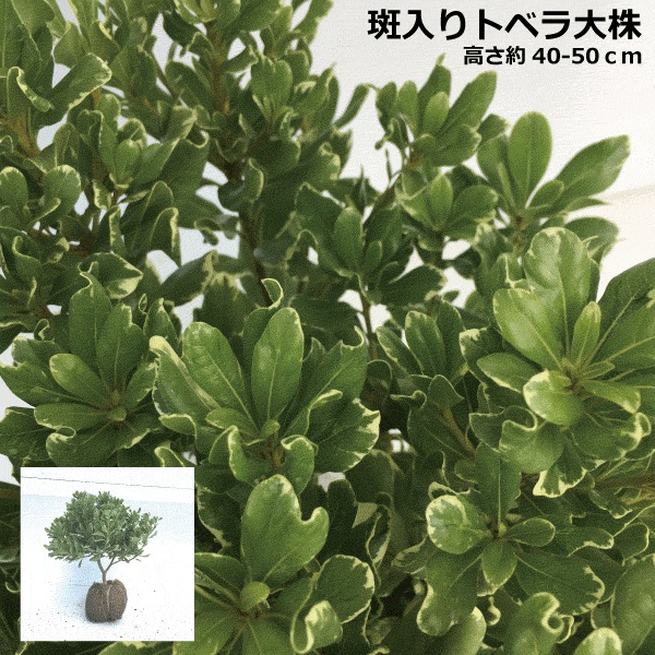 生垣用の樹木 高さ１ｍ未満 を通信販売 造園業のプロのための卸売り価格