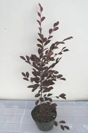 トキワマンサク　植木組合