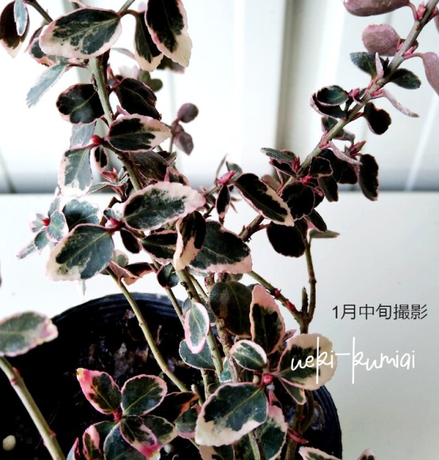 レア❤️カット苗✨丸葉象牙スペシャル✨ アメリカツルマサキ エメラルドガイティ 斑入り葉 苗 ポット入 常緑