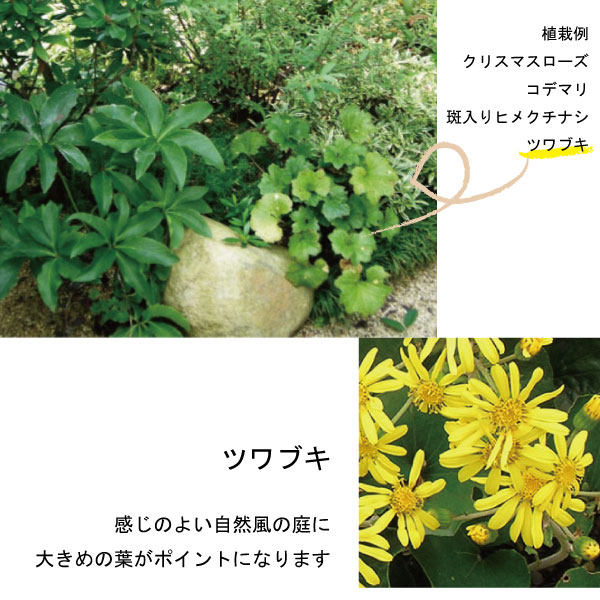 つわぶき　ツワブキ　苗　花