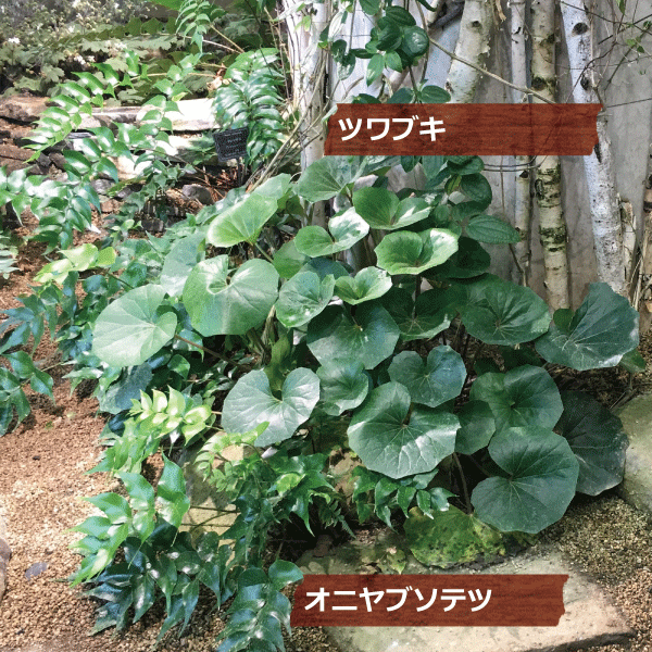 オニヤブソテツ　ツワブキ