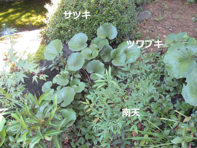 サツキ　ツワブキ　南天