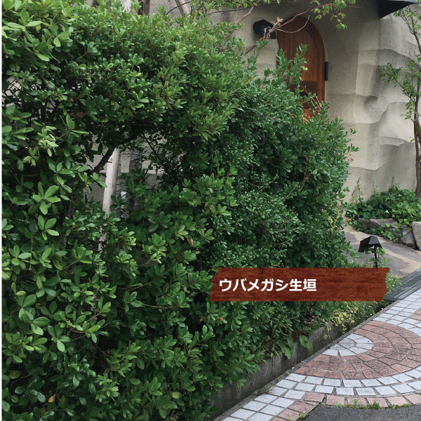ウバメガシ　（姥目樫）　生垣