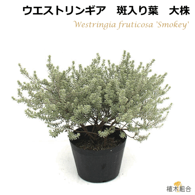 ウエストリンギア　スモーキーホワイト　斑入り　フイリ　植木組合