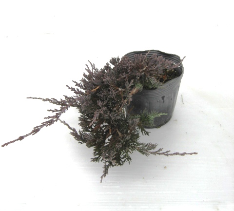 グラウカ　ウィルトニー　ウイルトニー　（グランドカバー用コニファー）