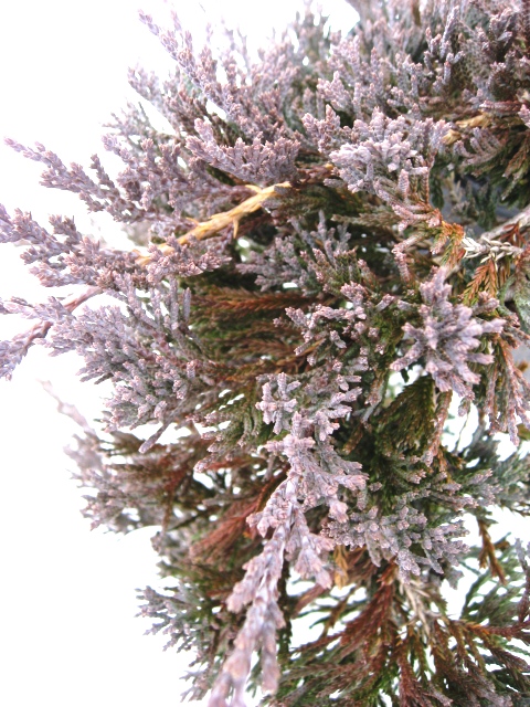 冬の葉　グラウカ　ウィルトニー　ウイルトニー　（グランドカバー用コニファー）