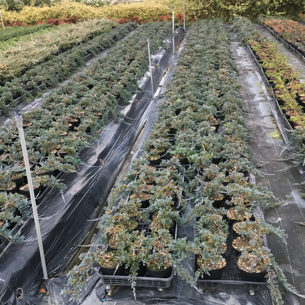 グラウカ　ウィルトニー　ウイルトニー　（グランドカバー用コニファー）