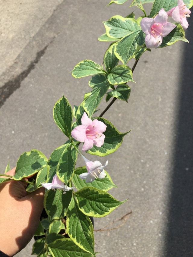 フイリウツギ　ウェイゲラ　フロリダ　バリエガータ 　苗　（斑入り空木）