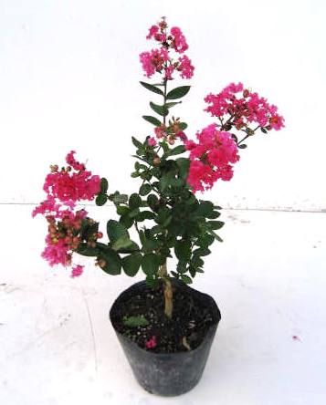 矮性　百日紅　サルスベリ　サマー＆サマー　サマーアンドサマー