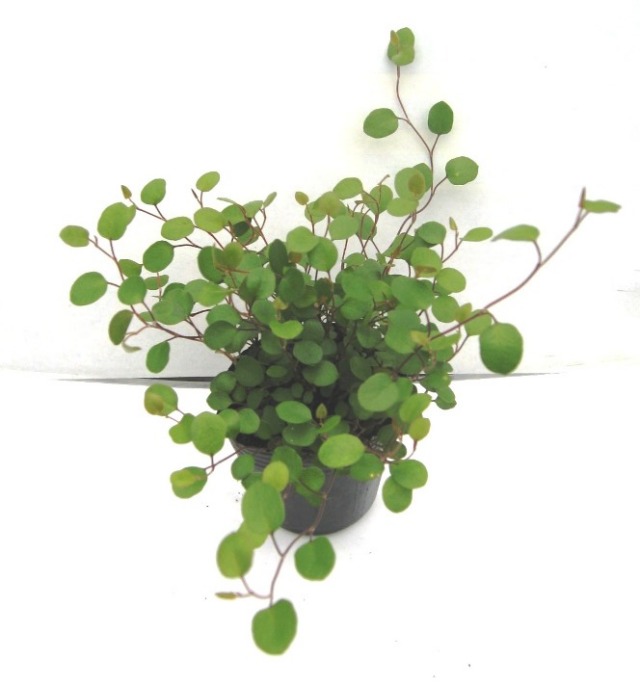 ワイヤープランツ　苗