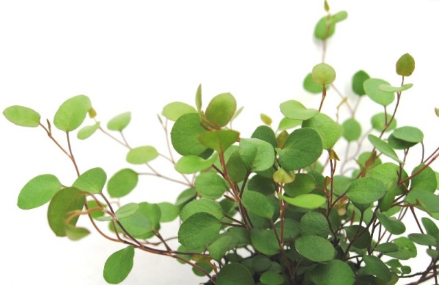 ワイヤープランツ　苗